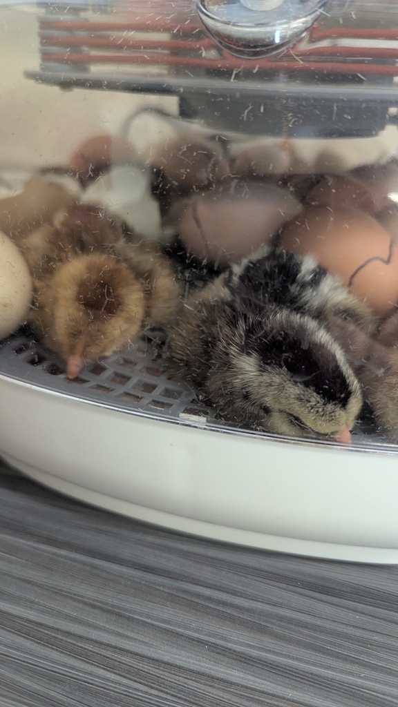 Baby chicks sleeping in incubator