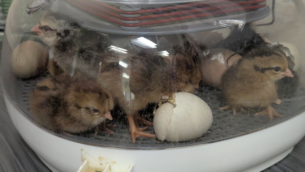 Baby chicks in incubator