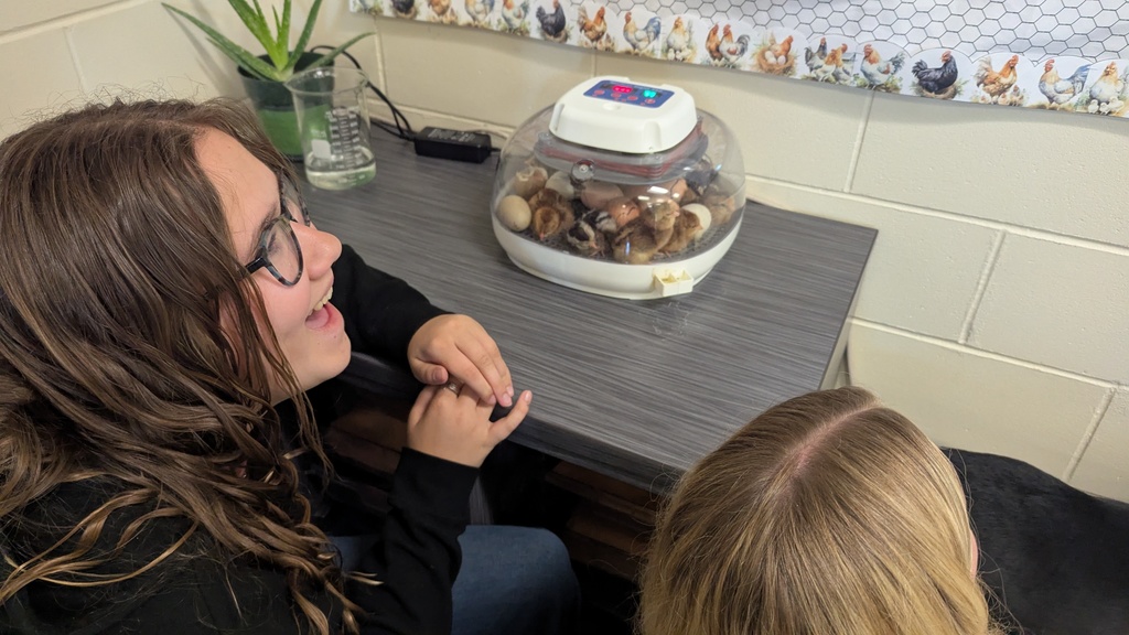 Students watching baby chicks
