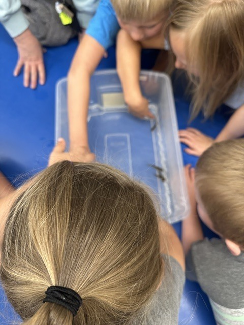 Students learning about minnows