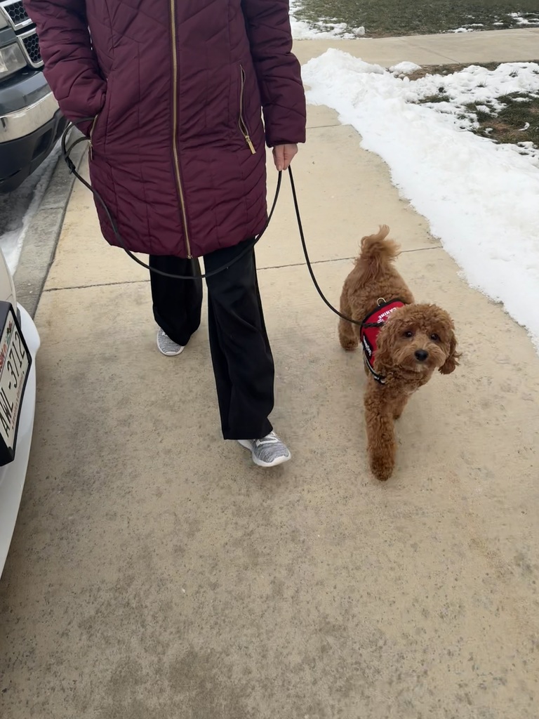 Dog walking on a leash