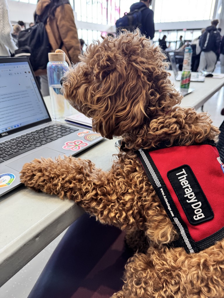 Dog looking at computer