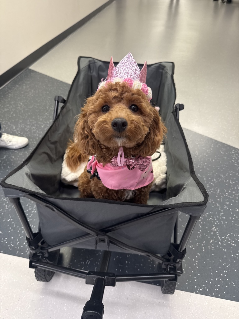 Dog sitting in wagon