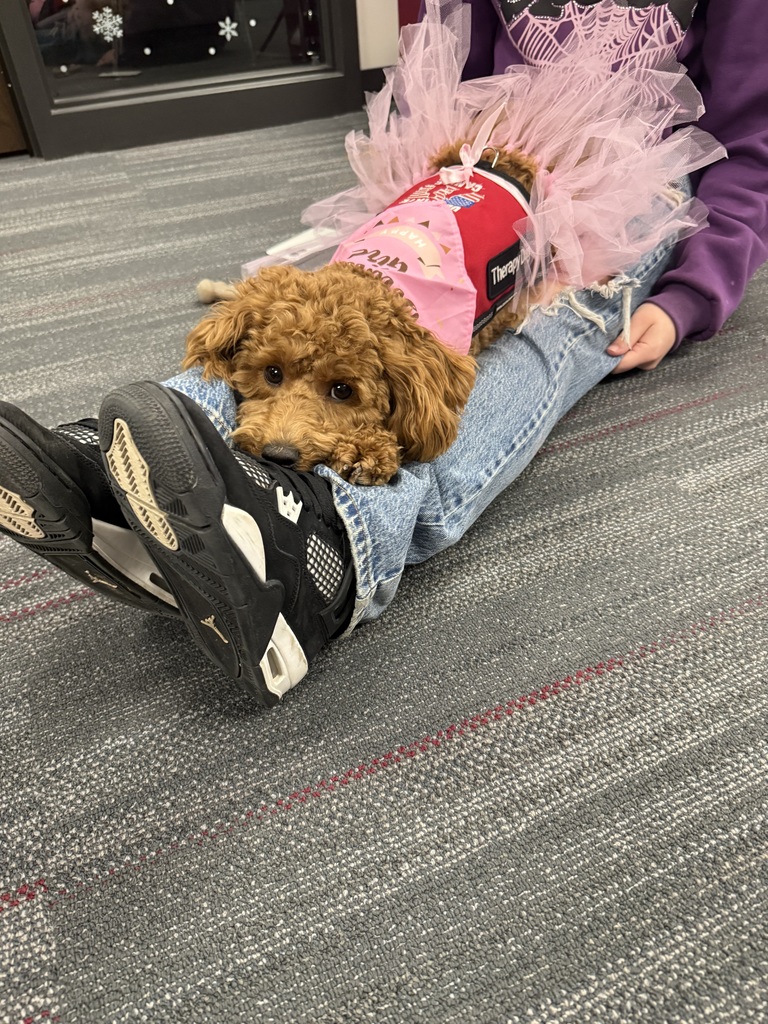 Dog laying down looking at camera
