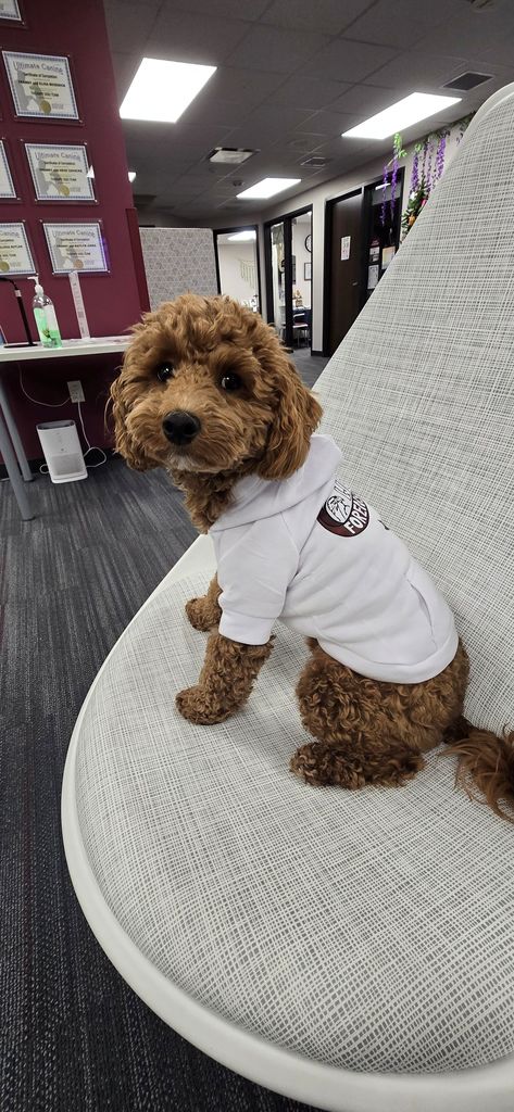 Dog sitting on chair