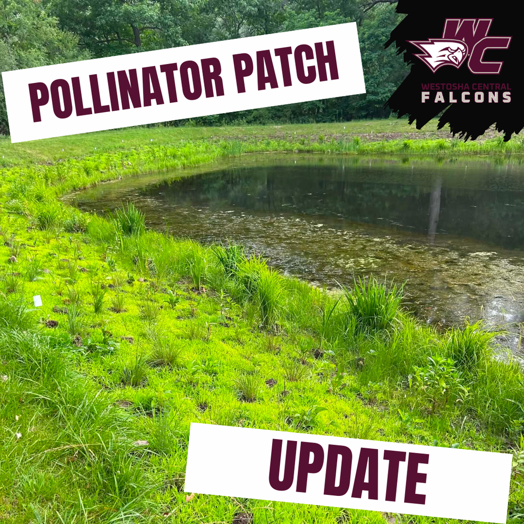 Pollinator Patch Update