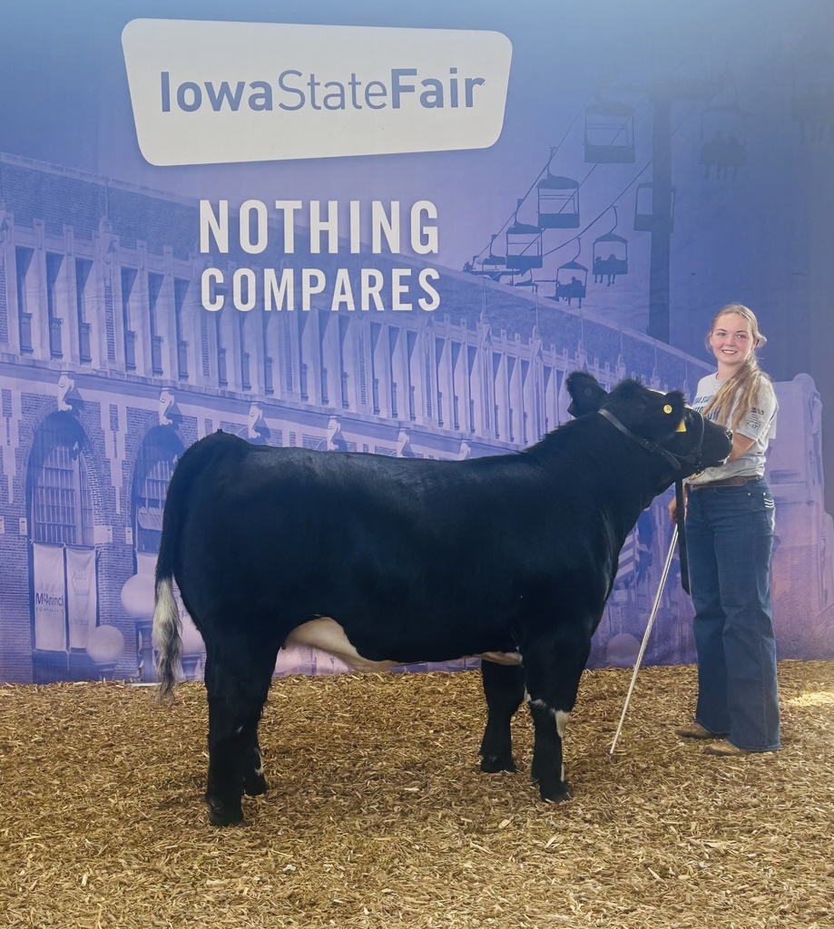 Avery Peterson exhibiting her breeding heifer.