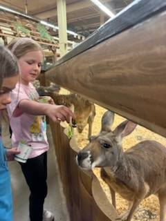 Kangaroos