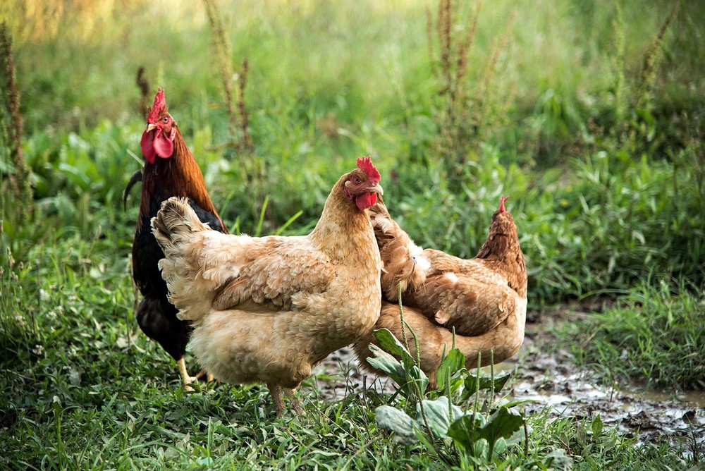 3 chickens on a field