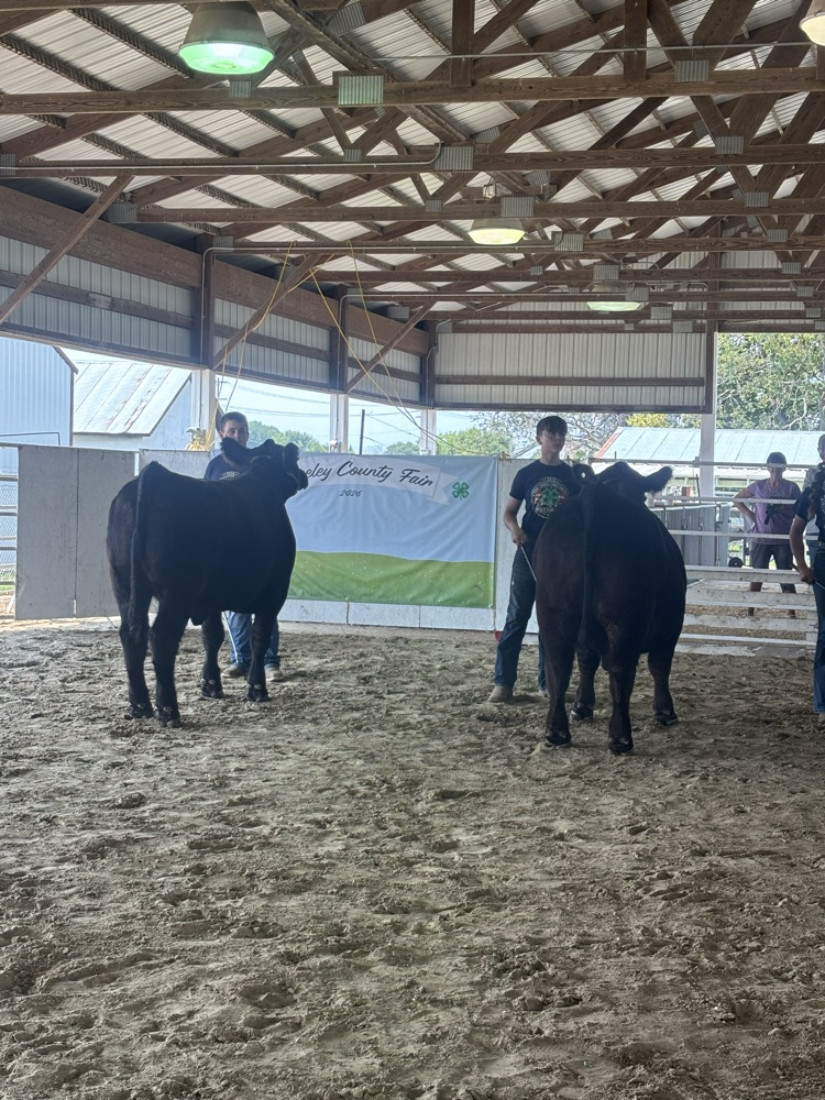 cows Wyatt