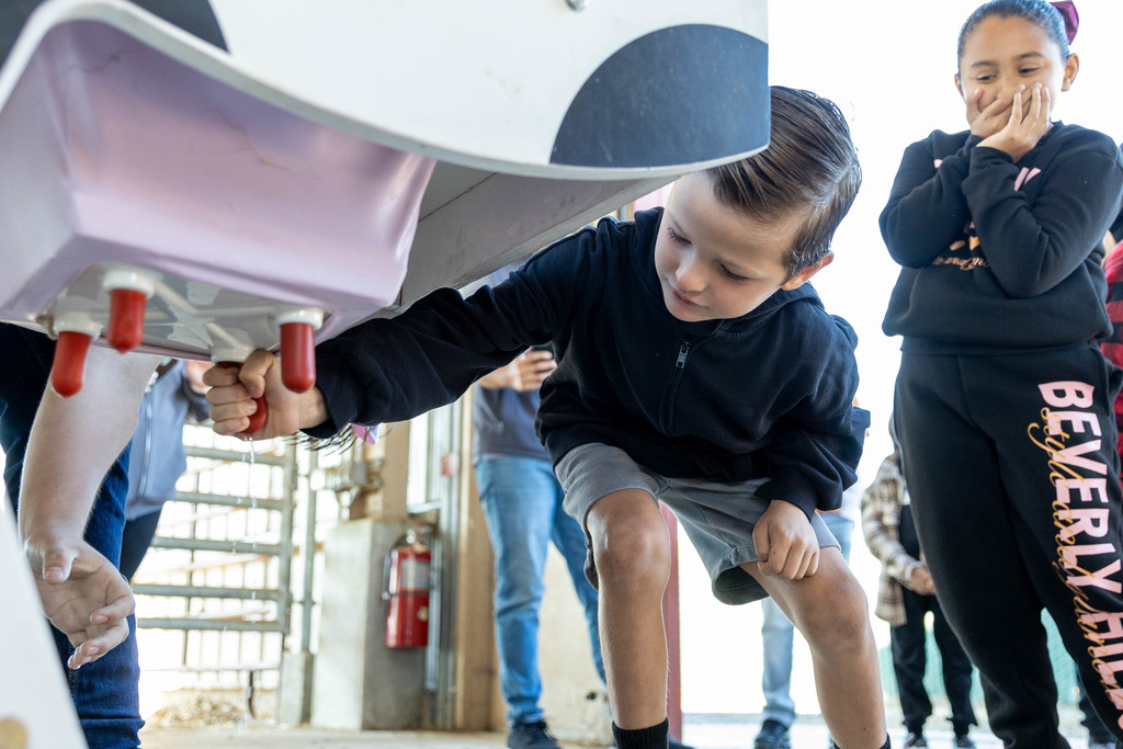 student milking a fake cow