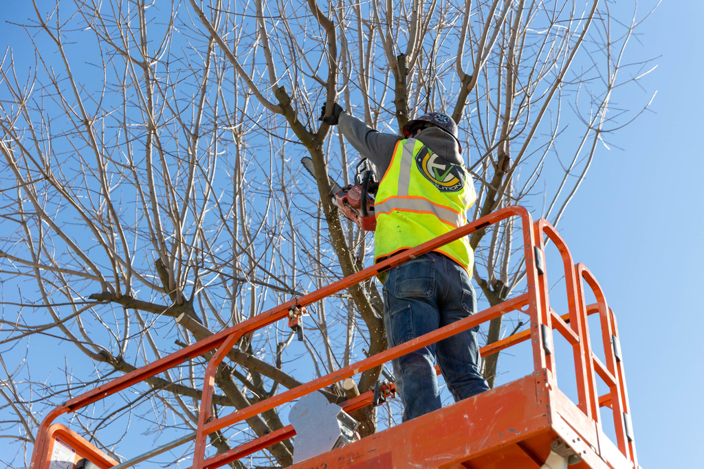 construction worker cutting down a tree