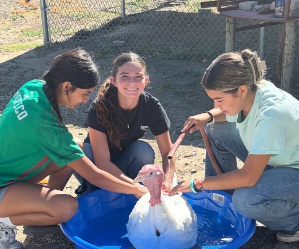 students washing turkey in small blue pool