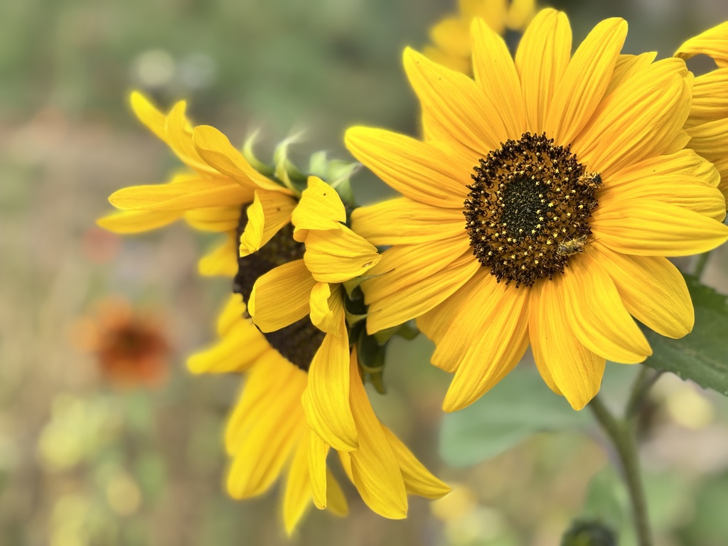 Pretty sunflowers