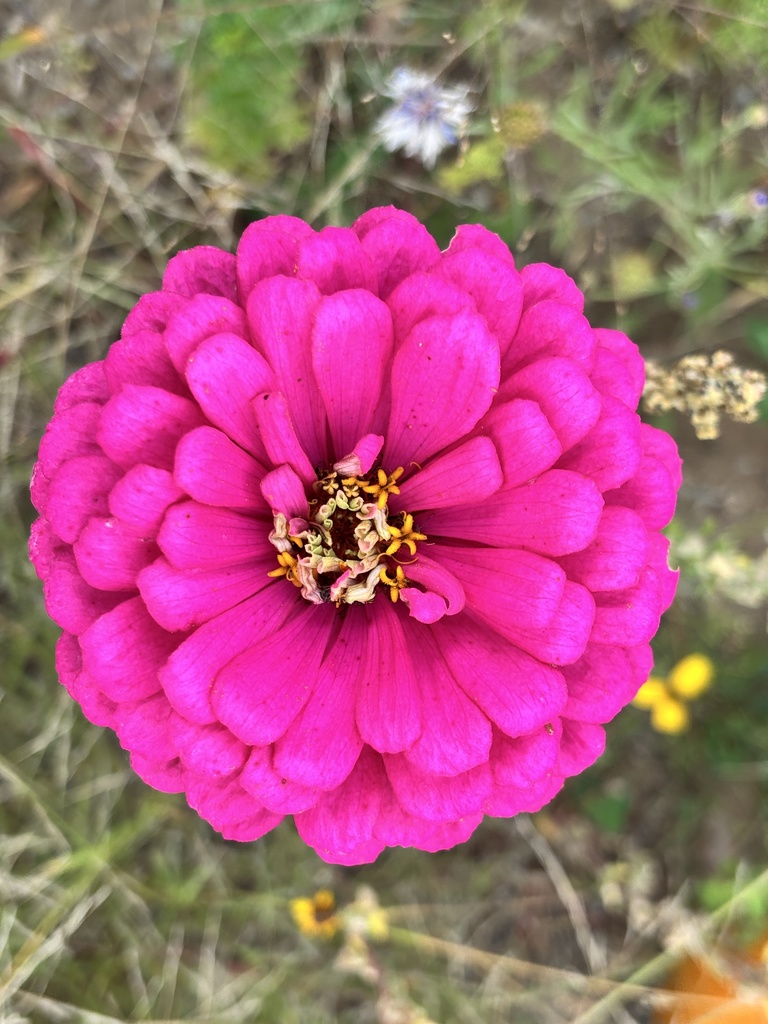 Pretty flower