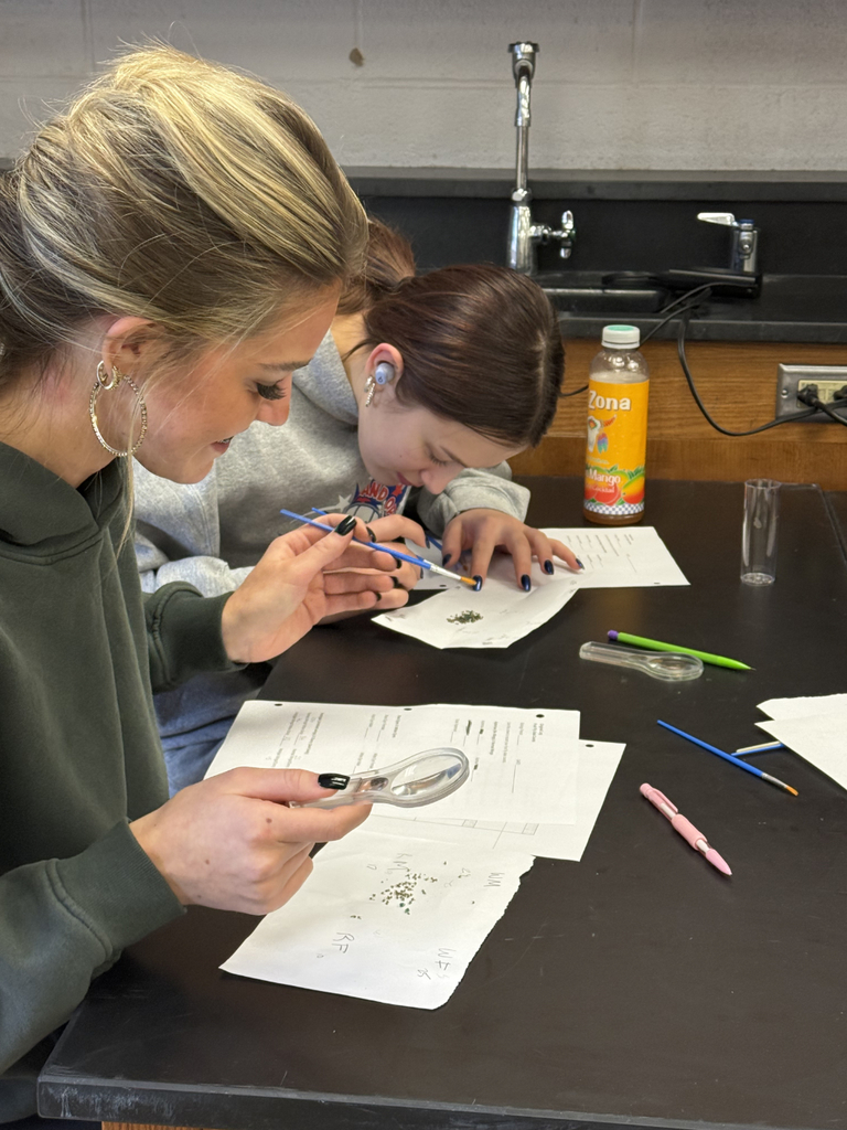 HS Biology students sorting fruit flies and then examining them under a microscope to understand dominant and recessive traits.