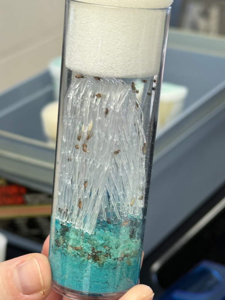 HS Biology students sorting fruit flies and then examining them under a microscope to understand dominant and recessive traits.