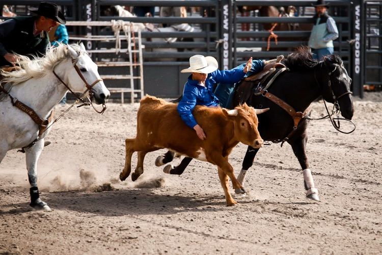 rodeo