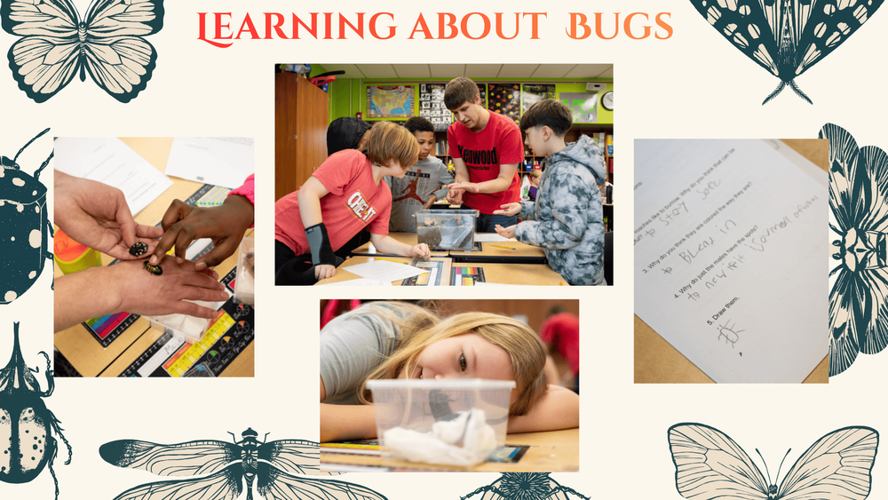 Learning about bugs