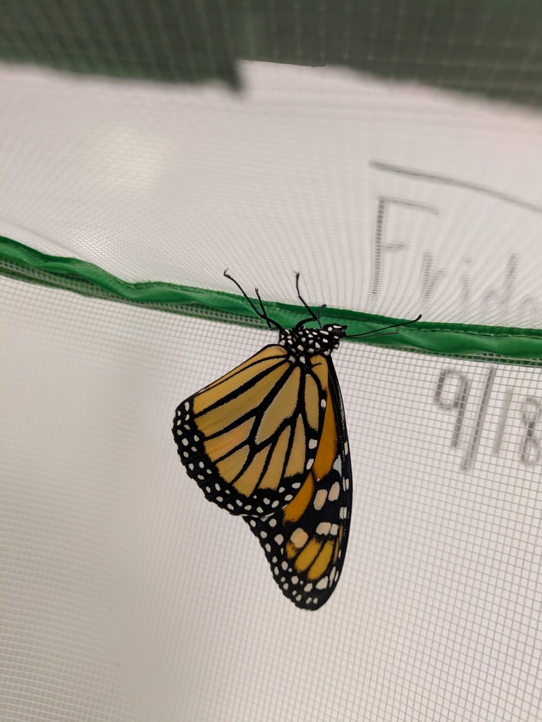 Up close look at a monarch butterfly's wing