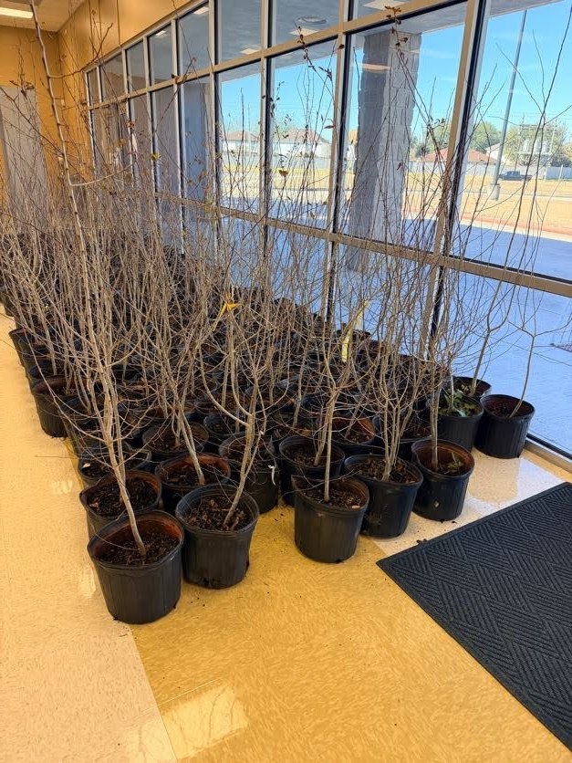 fruit trees lined up