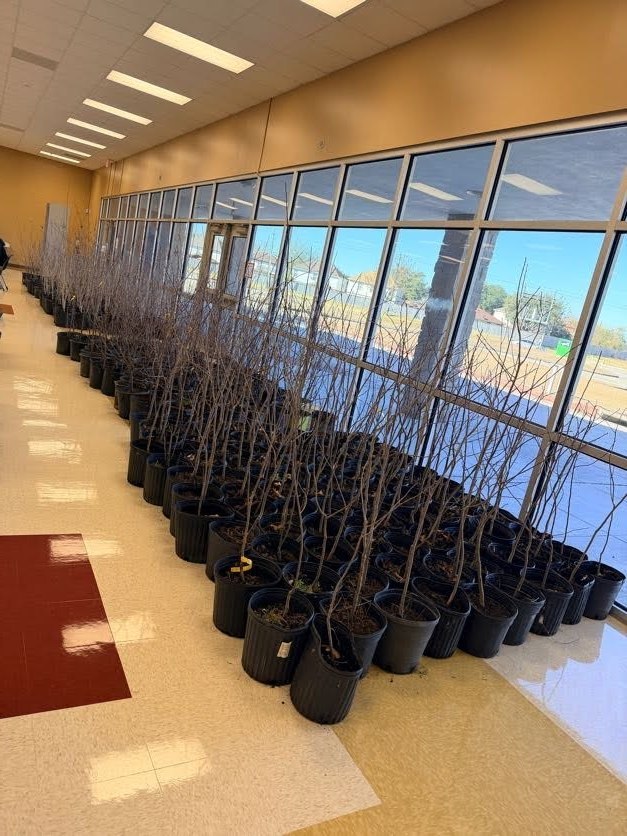 fruit trees lined up