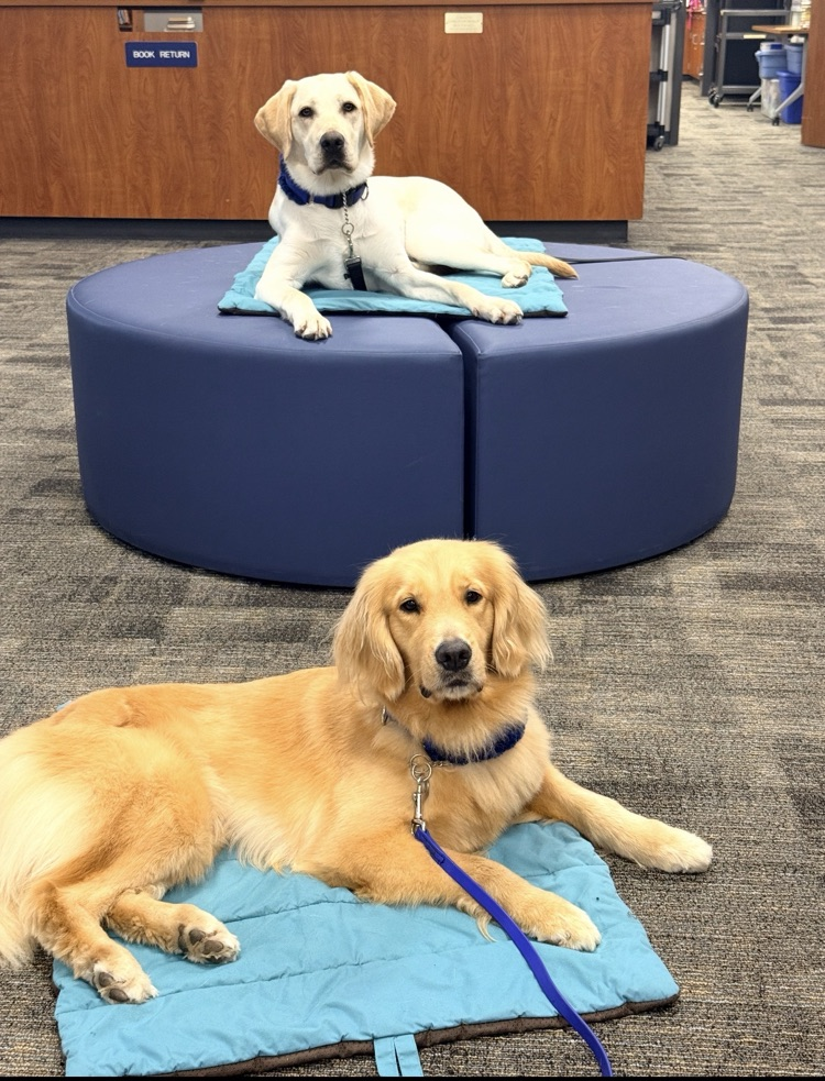 comfort dogs