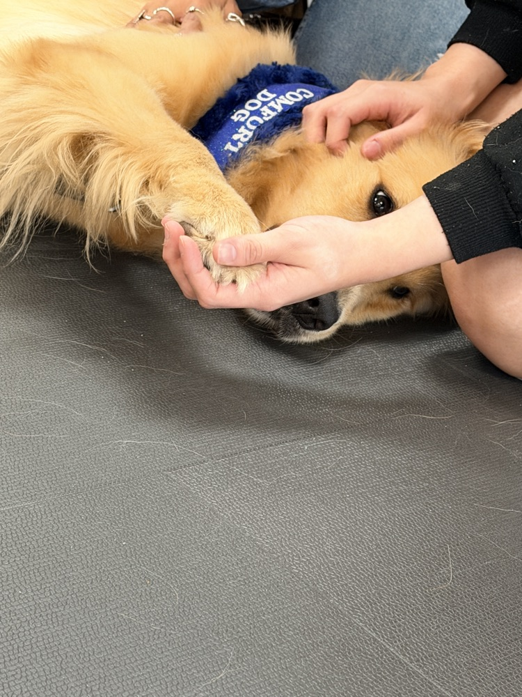 dog with paw