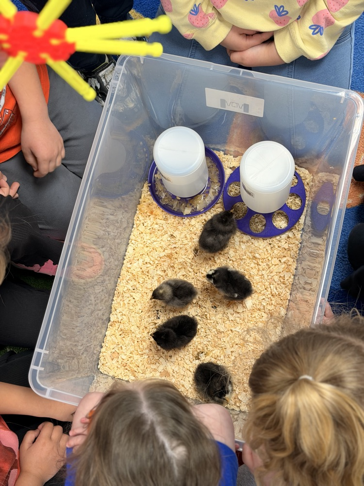 preschool chicks 🐥 🐣 