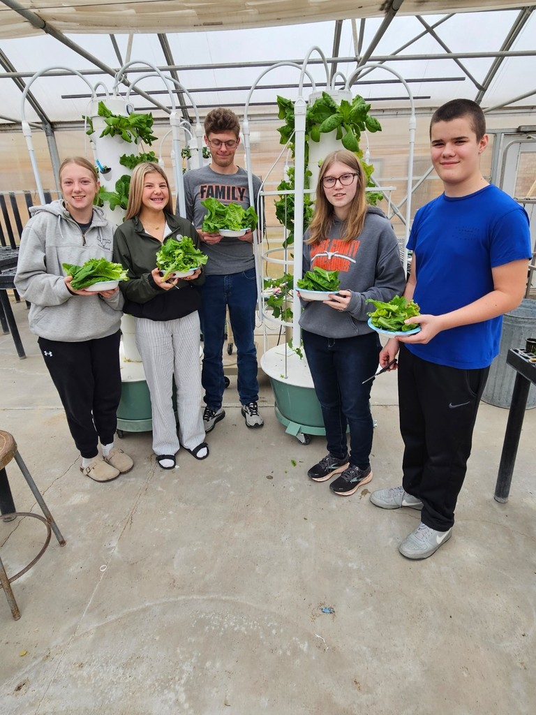 Lettuce from Grow tower 