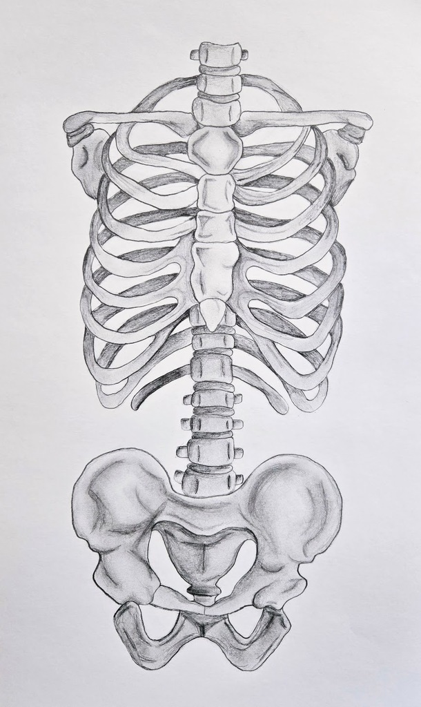 spine bones