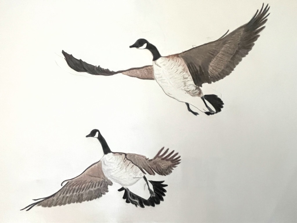 Geese