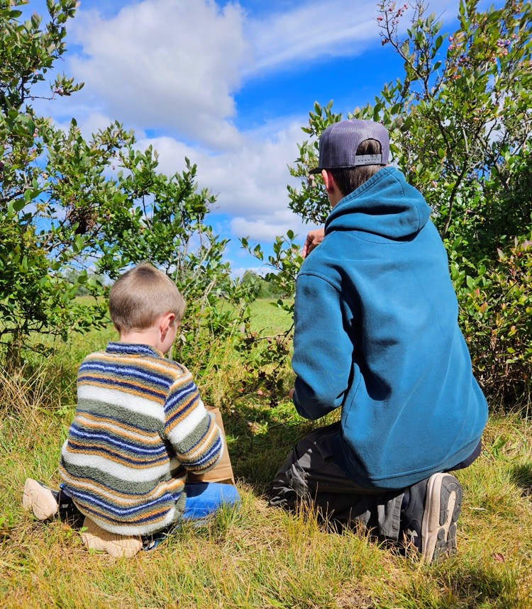 blueberry picking