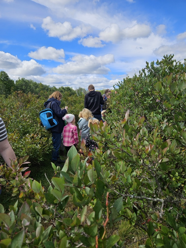 blueberry picking