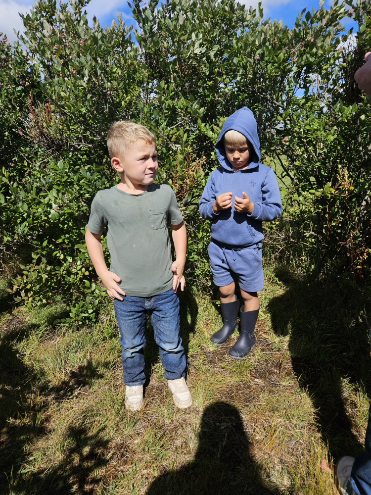 blueberry picking