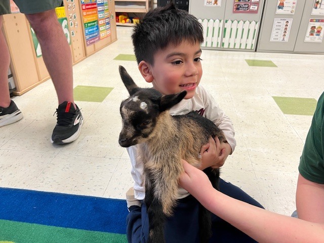 boy holding baby goat