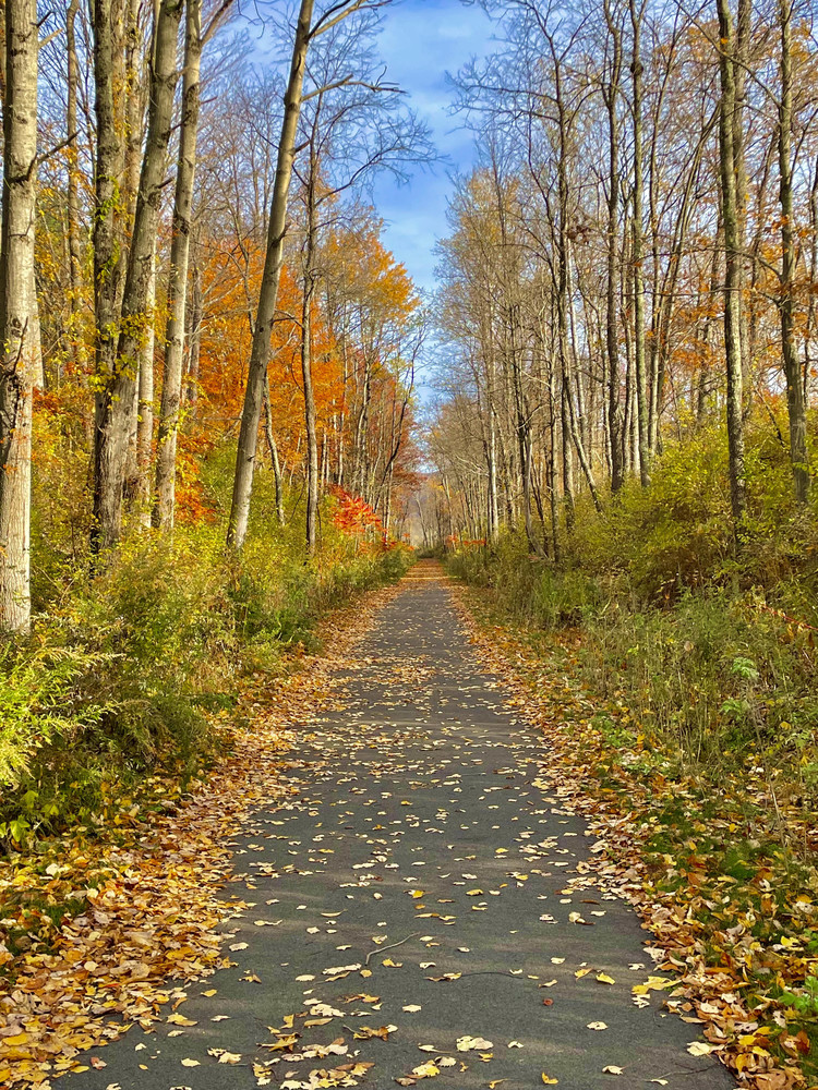 bike path running theough forrest in bright fall foliage colors
