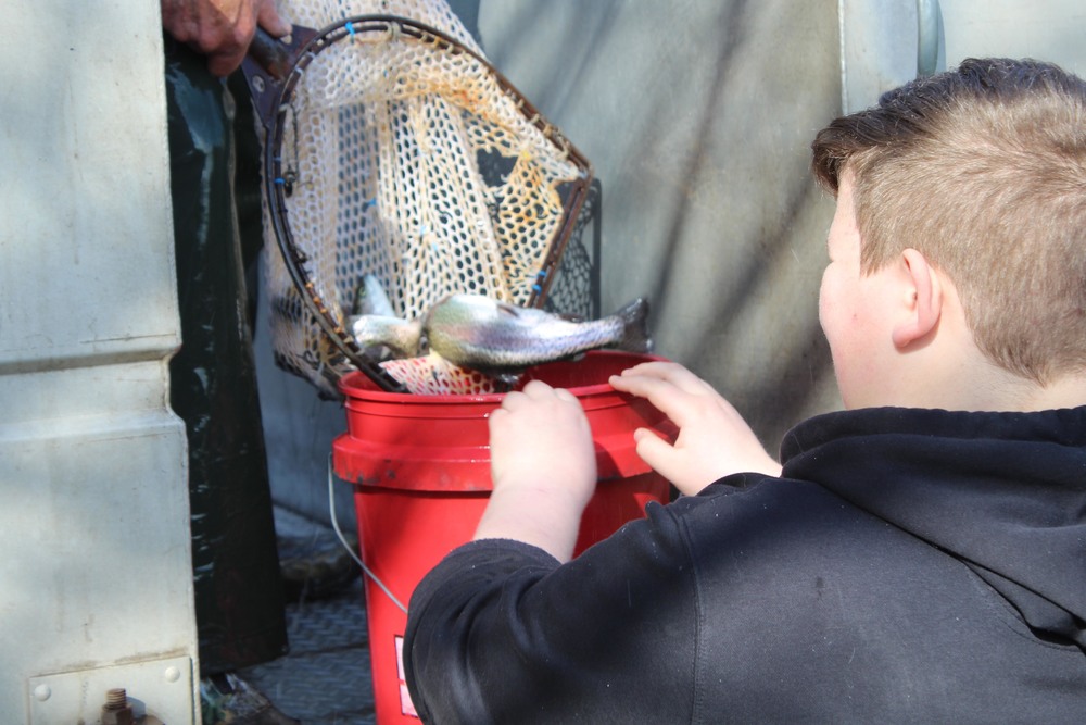 boys getting fish in buckets from hatchery truck