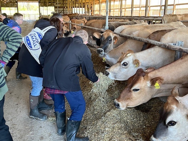 students feeding cows hay