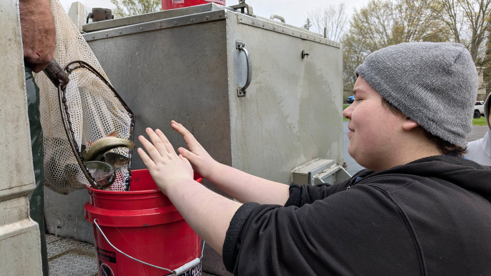 boy helping put trout in bucket on truck