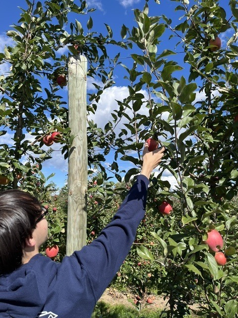 boy picking apple