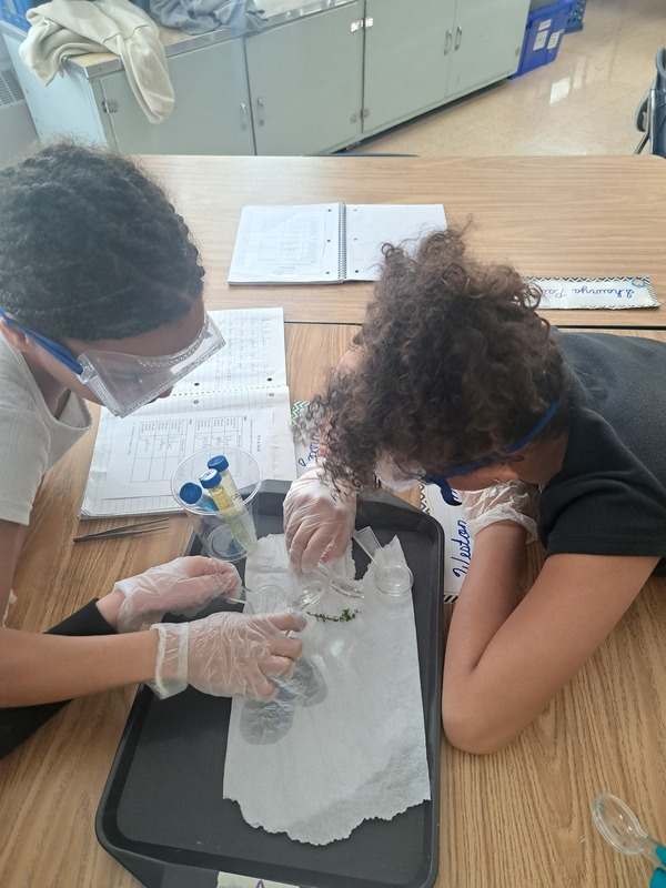 students looking at plant samples on