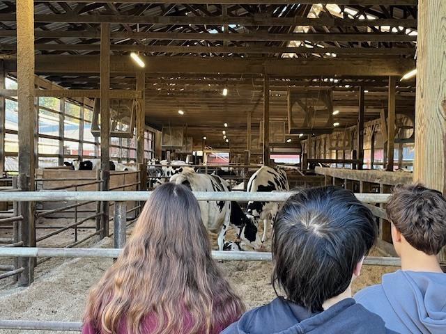 students looking at cows in barn