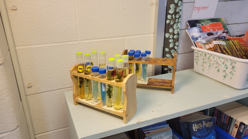 test tubes filled with solution and plants