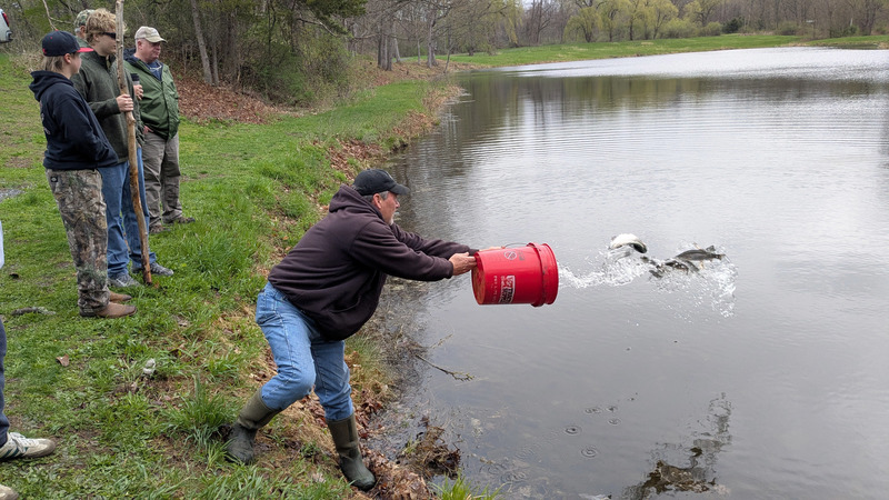 man tossing bucket filled with trout into pond