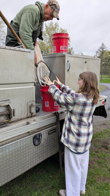 girl helping offload trout from stocking truck