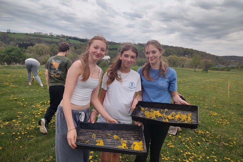 three girls holding boxes of dandelion heads