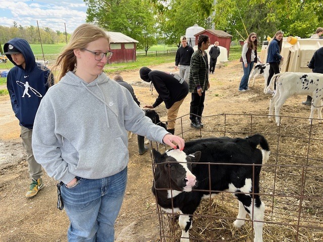girl petting calf