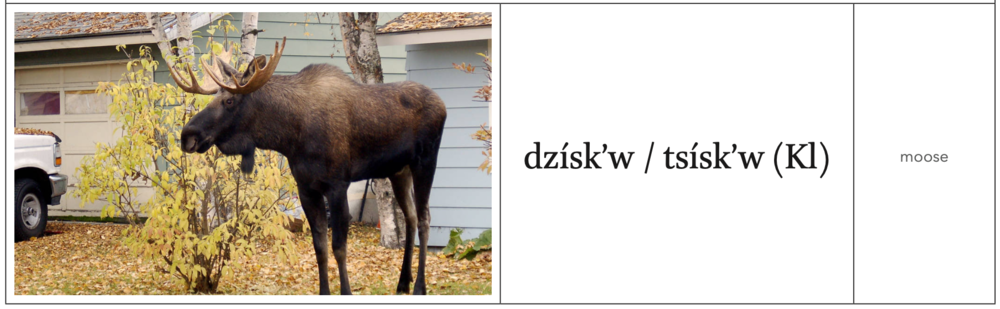 Moose: image from Beginning Tlingit Workbook