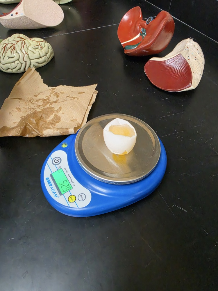 Biology Osmosis 